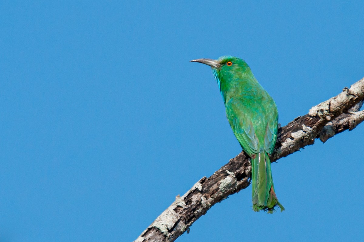 Blue-bearded Bee-eater - ML341825701