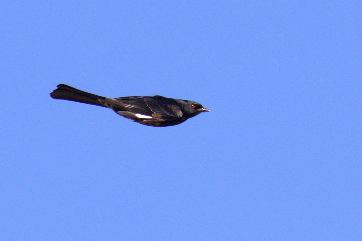 Phainopepla - Curtis Marantz