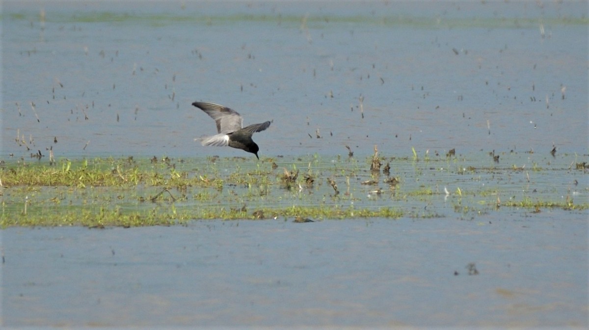 rybák černý (ssp. niger) - ML341828131