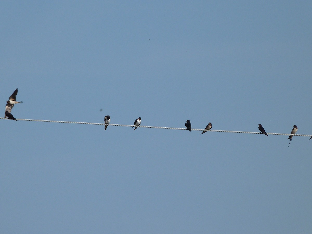 Barn Swallow - ML34182871