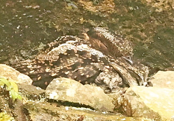 Lyre-tailed Nightjar - ML341830781