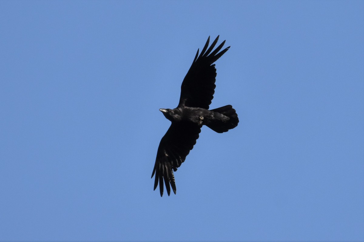 Common Raven - ML341832231
