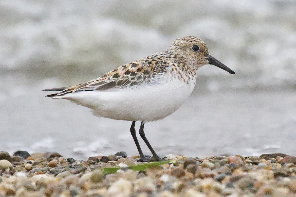 Sanderling - ML341834921