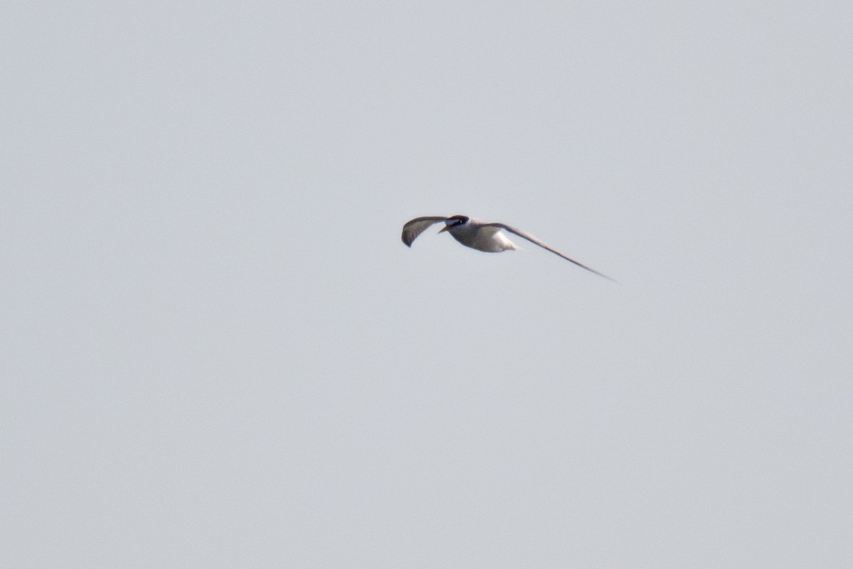 Least Tern - ML341835301