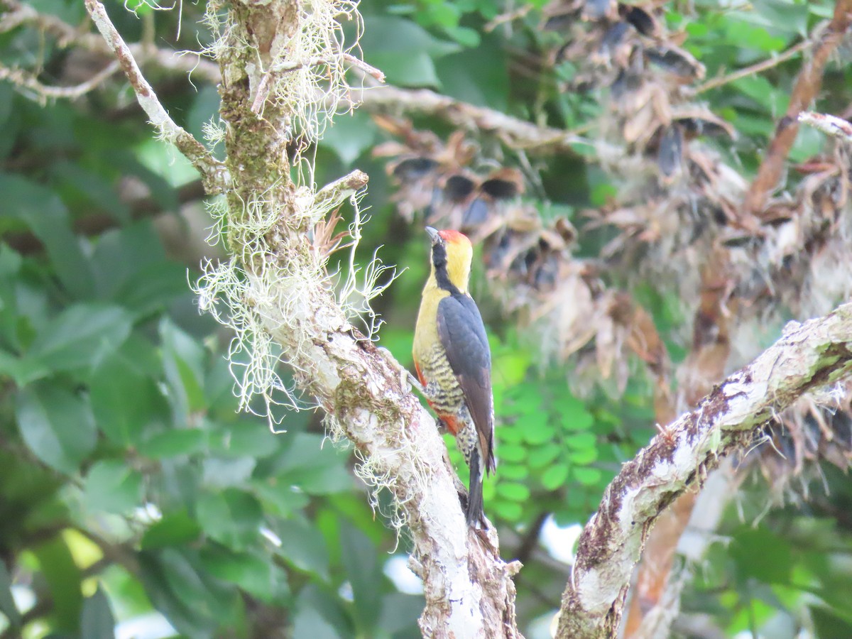 Golden-naped Woodpecker - ML341836611