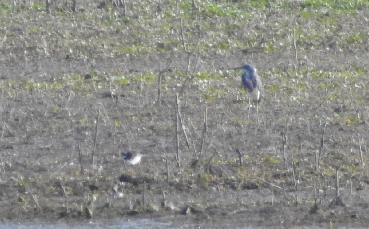 Tricolored Heron - ML341837321