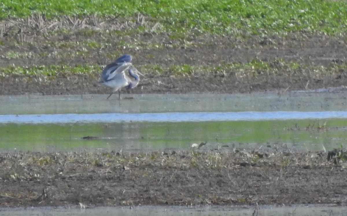 Tricolored Heron - ML341837331