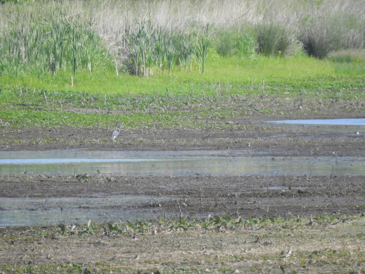 Tricolored Heron - ML341837361