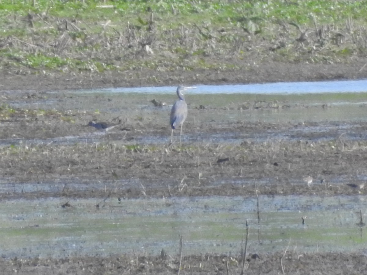 Tricolored Heron - ML341837391