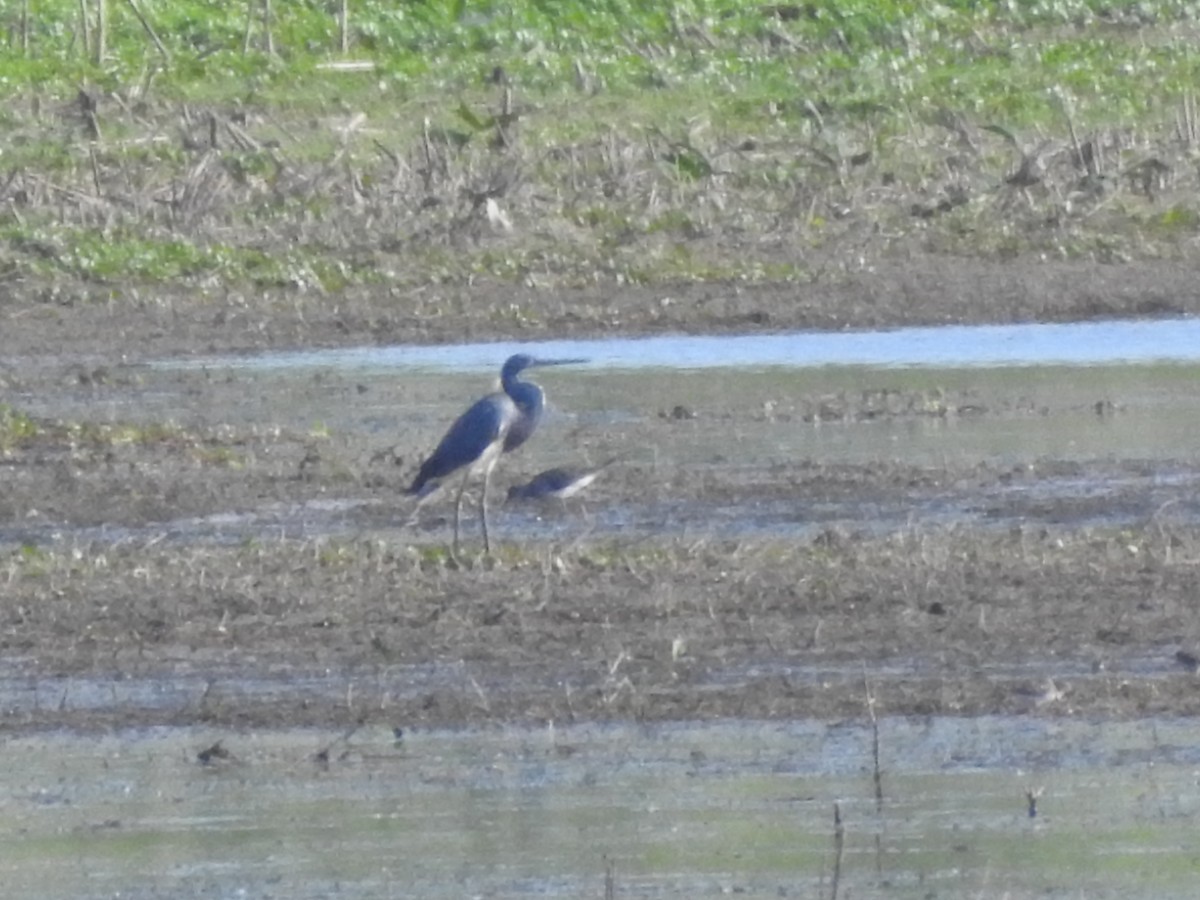 Tricolored Heron - ML341837411