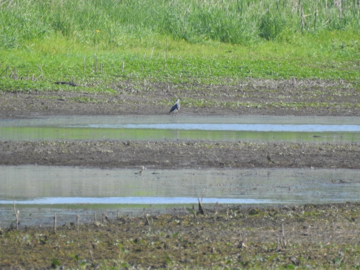 Tricolored Heron - Heath Harlan