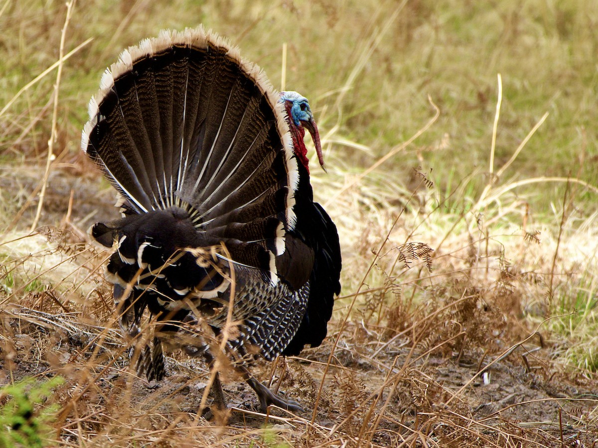 Wild Turkey - Bobby Wilcox