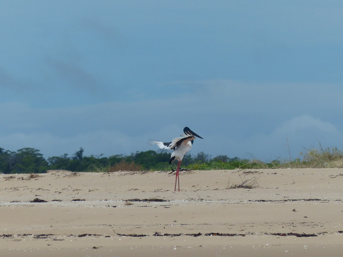 Jabiru d'Asie - ML341839751