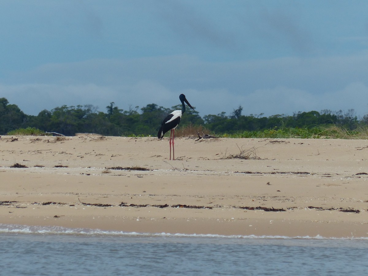 Black-necked Stork - Chris Davey