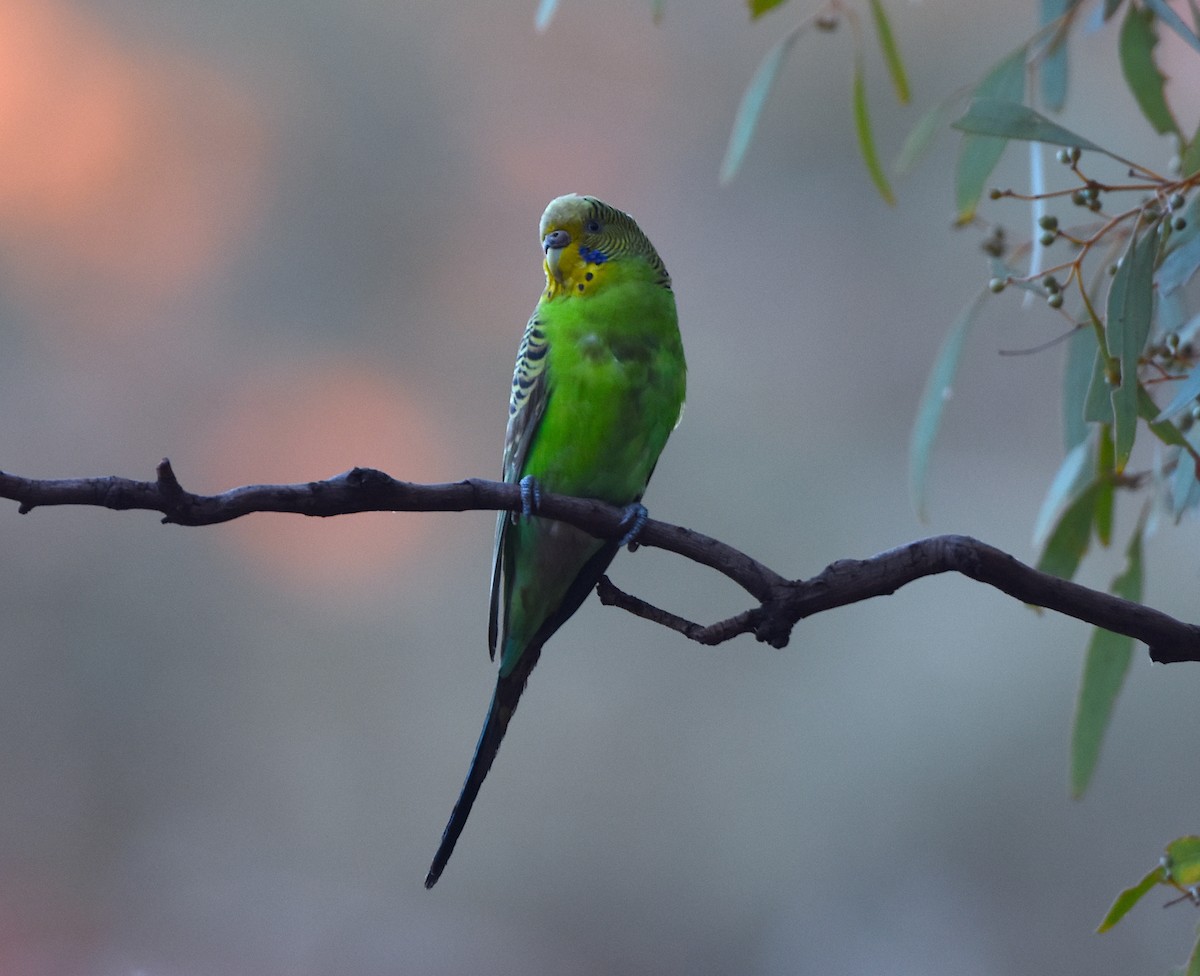 Budgerigar - ML341841261