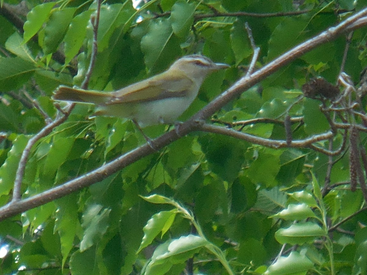 Red-eyed Vireo - ML341841881