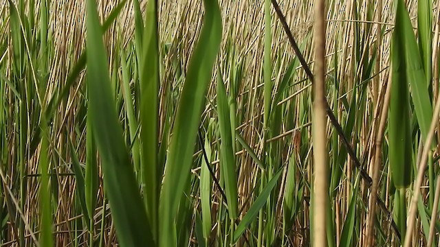 Marsh Warbler - ML341842391