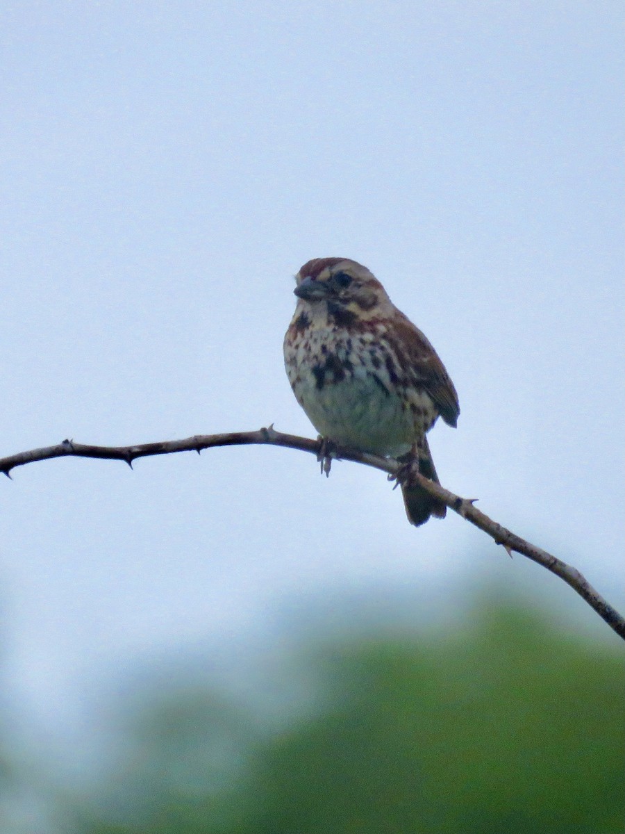 Song Sparrow - ML341842511