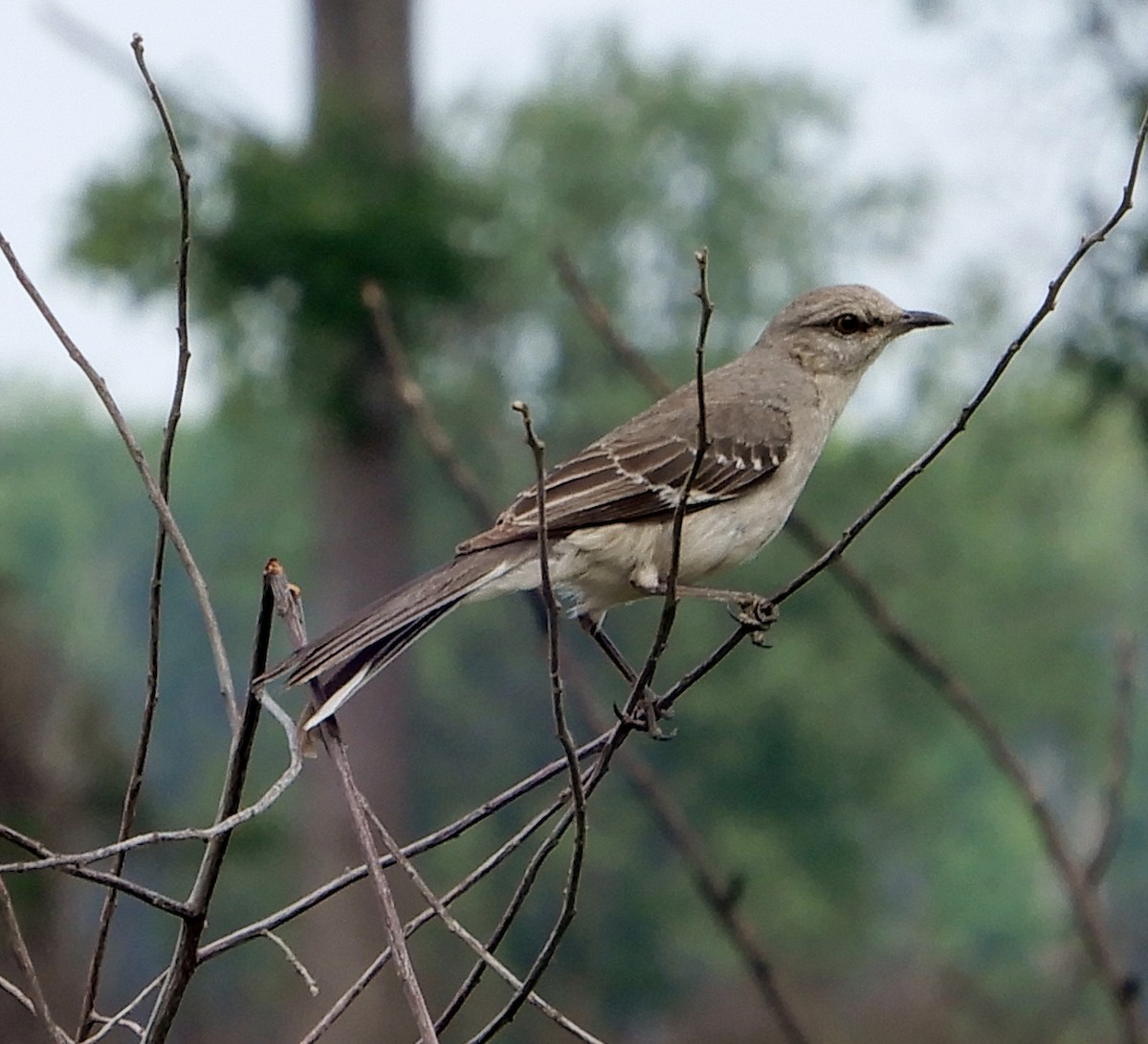 Northern Mockingbird - ML341842551