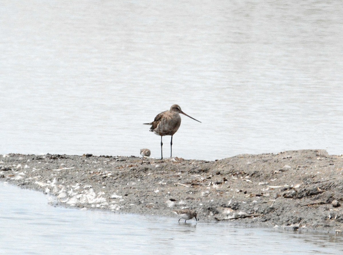 Hudsonian Godwit - ML34184291