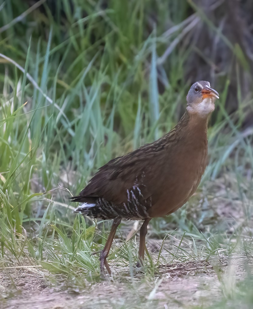 Râle de Virginie - ML341843421