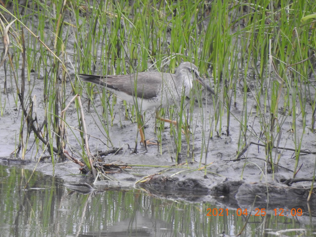 Gray-tailed Tattler - ML341843481