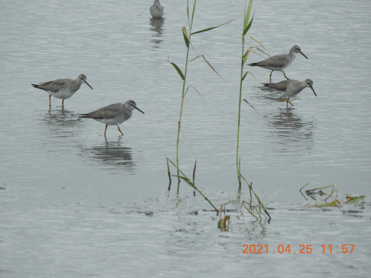 Gray-tailed Tattler - ML341843631