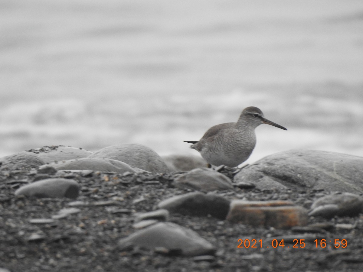 Gray-tailed Tattler - ML341843771