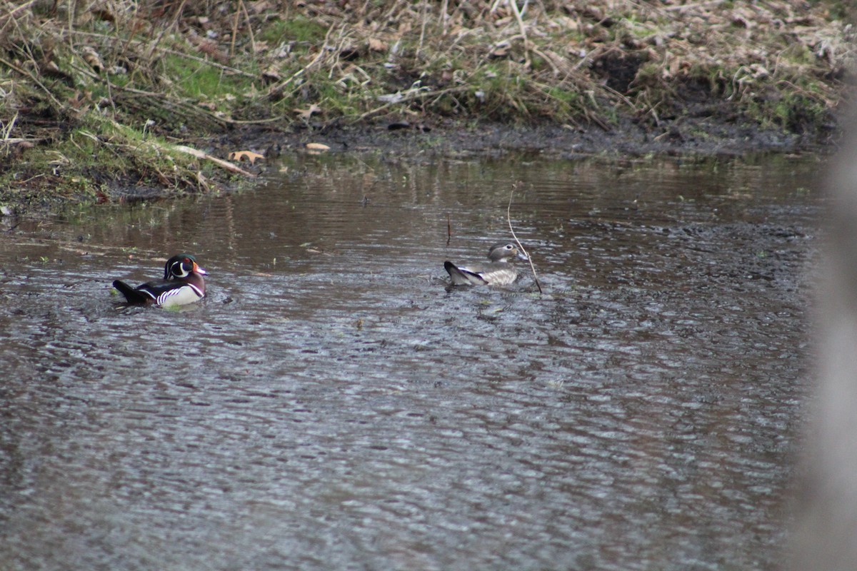 Wood Duck - ML341845021