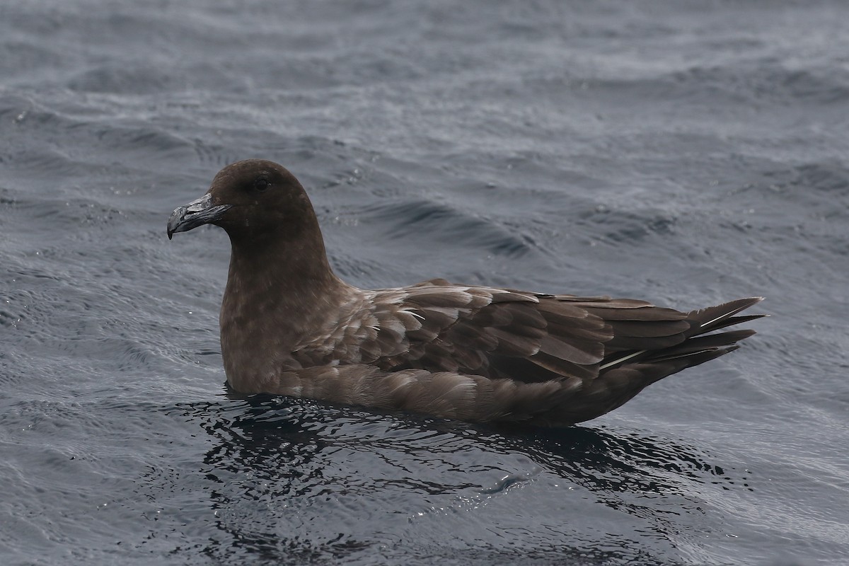 Brown Skua - ML341845921