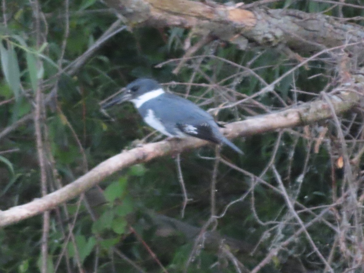 Belted Kingfisher - ML341846491