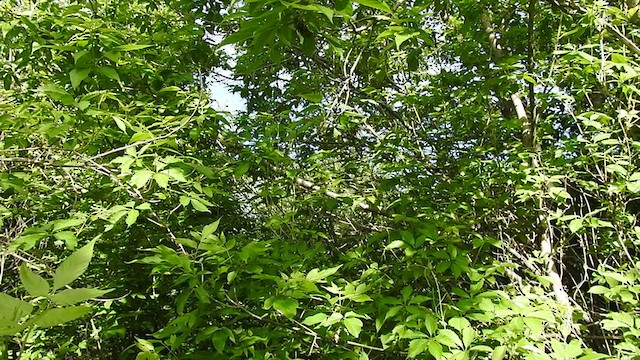 Ногоовор дууч шувуу - ML341846621