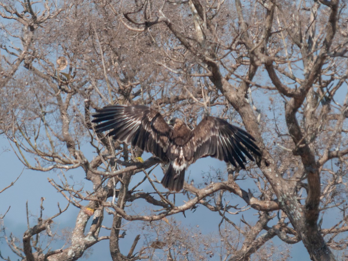 Kaiseradler - ML341847261