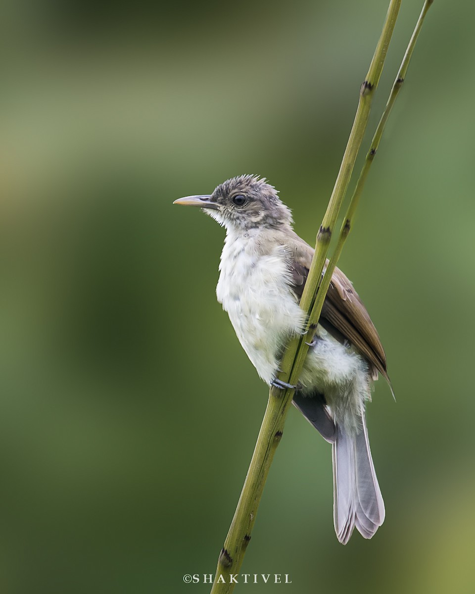 Bulbul de Nicobar - ML341847341