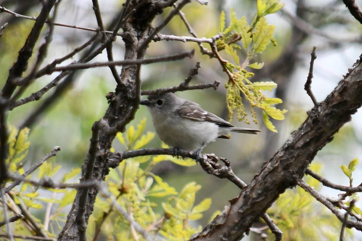 Plumbeous Vireo - ML341848451