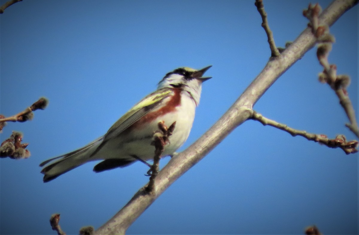 Chestnut-sided Warbler - Michael Haas