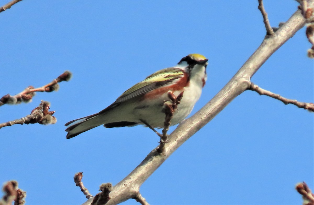 Chestnut-sided Warbler - Michael Haas