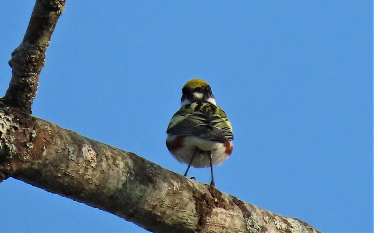 Chestnut-sided Warbler - Michael Haas