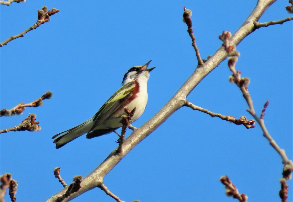 Chestnut-sided Warbler - ML341849191