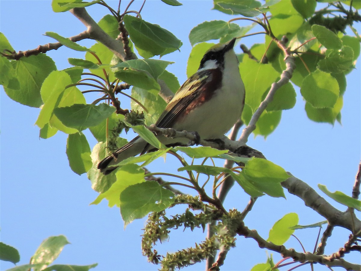 Chestnut-sided Warbler - Michael Haas