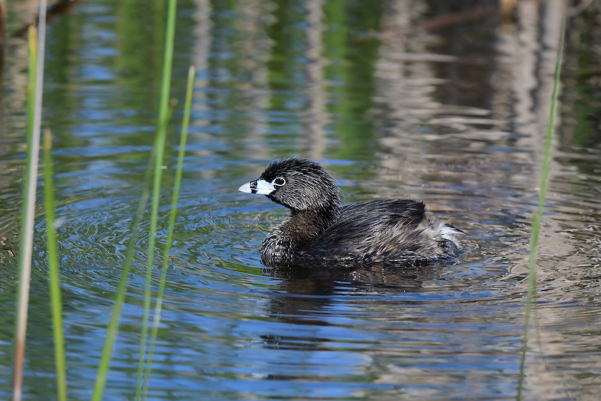 Pied-billed Grebe - John Kuenzli