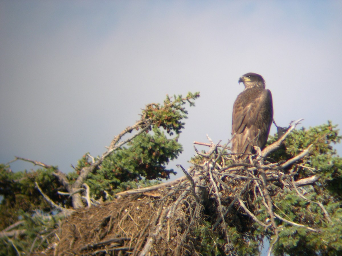 Bald Eagle - ML34185021