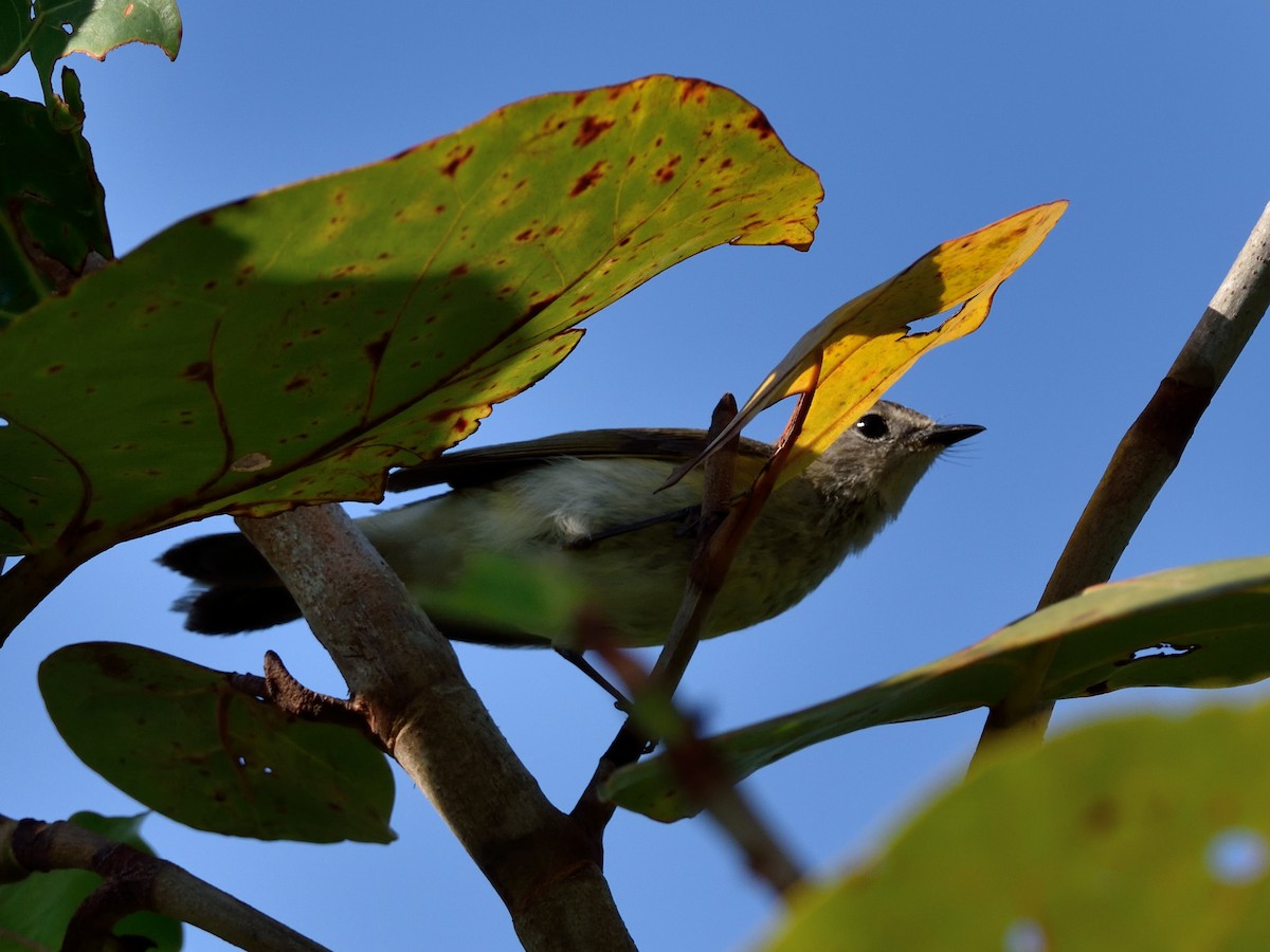 American Redstart - ML341851091