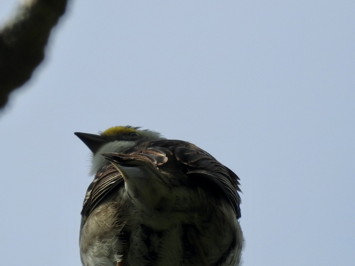 White-throated Sparrow - ML341851941