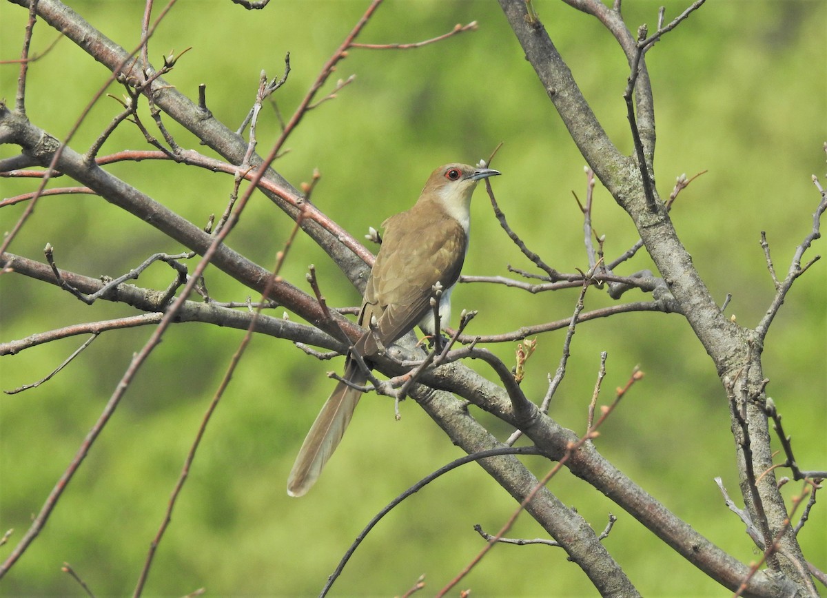 Black-billed Cuckoo - ML341852491