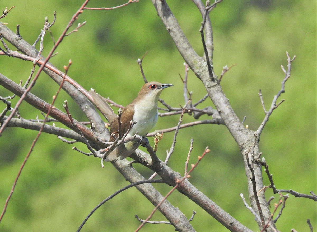 Black-billed Cuckoo - ML341852511