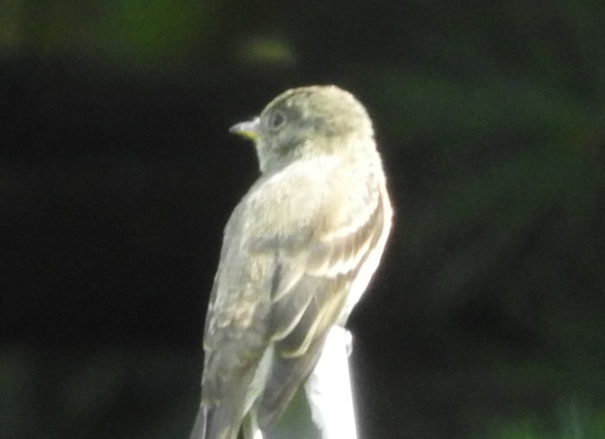 Least Flycatcher - ML34185291