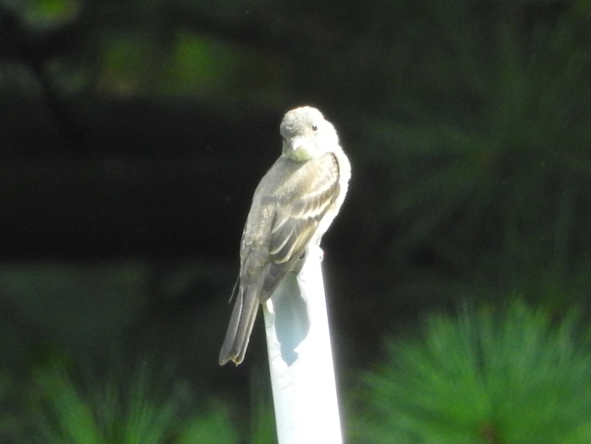 Least Flycatcher - ML34185311