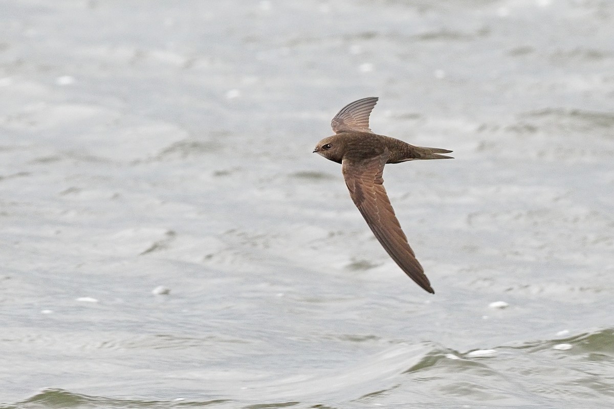 Common Swift - ML341853431