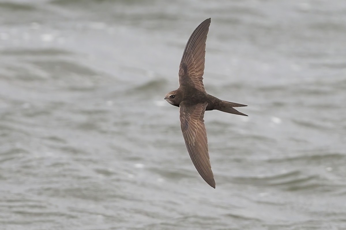 Common Swift - ML341853441